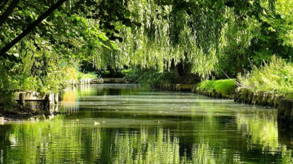 река заобиколена от дървета - снимка на пролетта