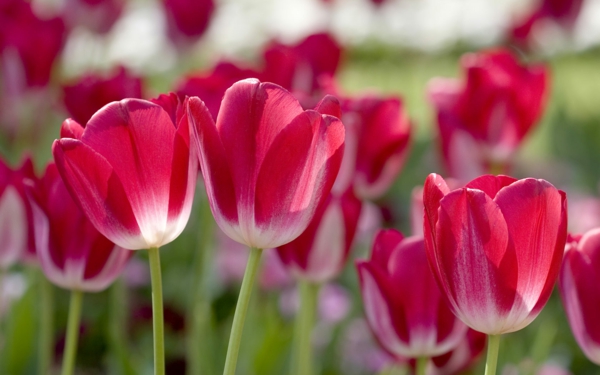 desktop pozadine-proljeće-više tulipani