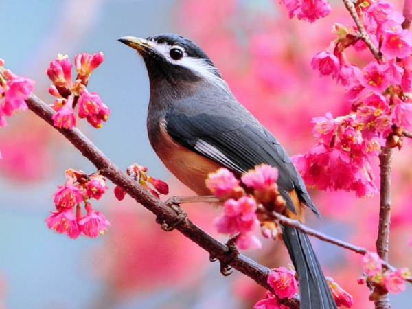 фон на работния плот-пролет-птица-blütende пръчки