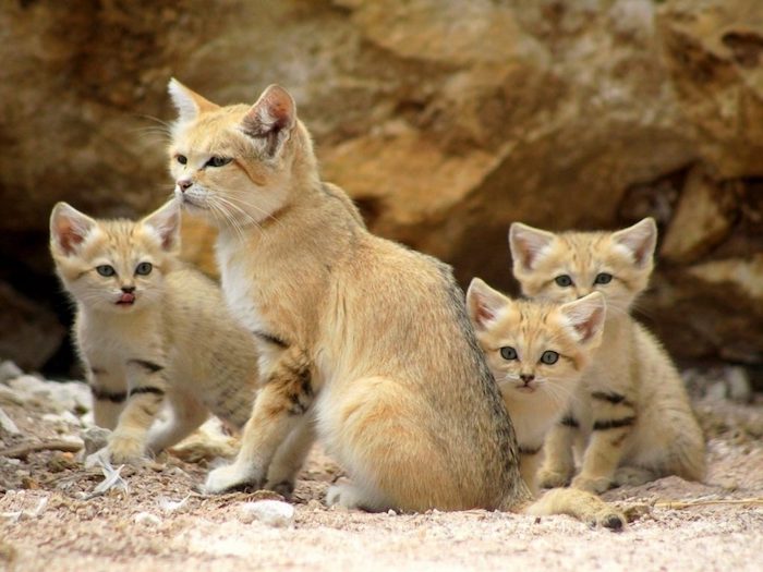 القطط الصحراوية ، فيليز مارغاريتا ، القطط الجميلة مع الفراء البني ، الرمل