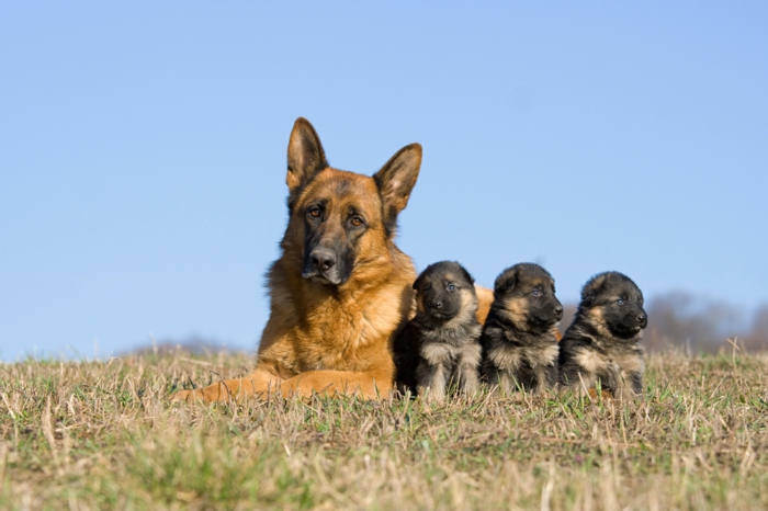 Немската овчарка, майката и трите й бебета, сладки бебешки животни с родителите си
