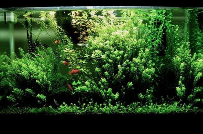 на-най-красивият аквариум-деко-аквариум-устройство-аквариум-комплект с-растителна