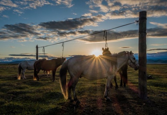 the-eniten hevosen maailmanympärimatkaa-einmlaige-lajien-super-foto