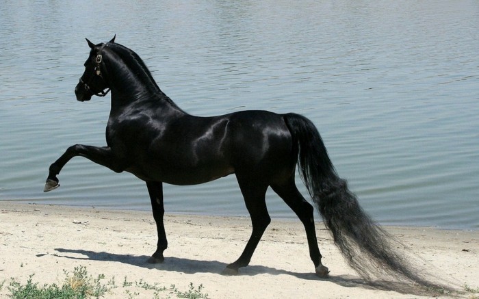 the-eniten hevosen maailmanympärimatkaa-musta-hevosen hyvin-tyylikäs-ja kiiltävää
