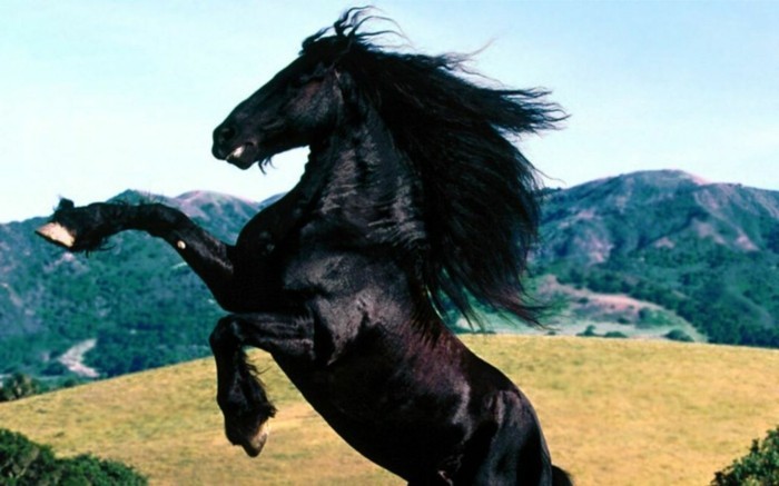 το-πιο-άλογο-the-world-μαύρο-tier one-bit-επιθετική