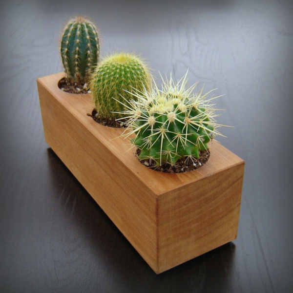 három érdekes kaktusz faj háttér szürke