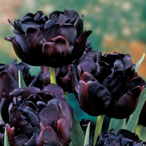 Tres muy interesante-negro-tulipán