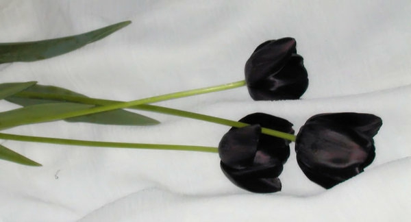 tres muy-hermoso-negro-tulipán