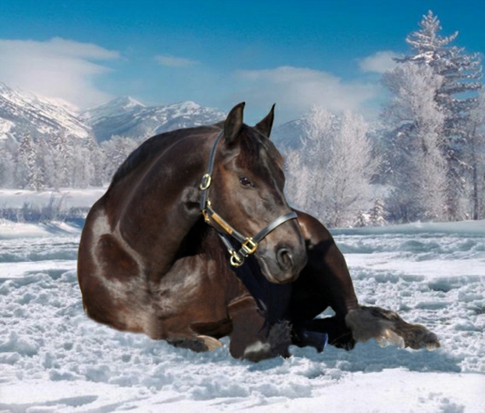 Tamno-konja-u-snijegu