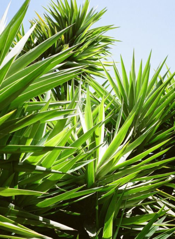 Yucca palme