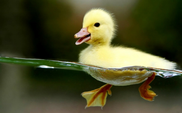 едно-жълто-патешки-красиви-диви животни-снимки-плува във водата