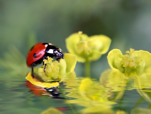 a-ladybug-lijepe slike životinja-žute cvjetove