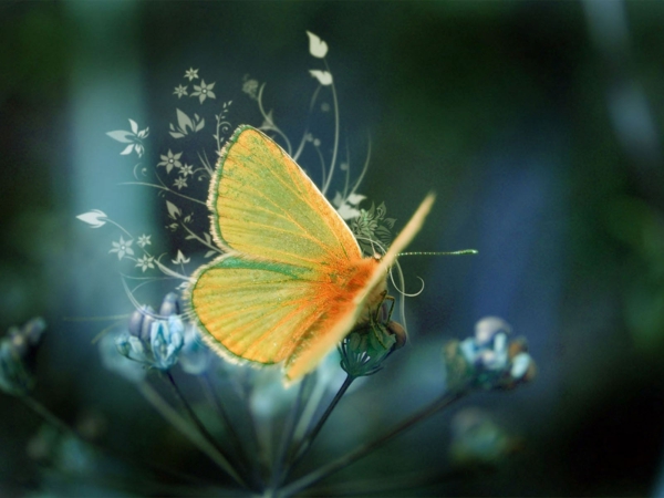 красиво-пеперуда-красива животинска снимка - снимка, взета от близко