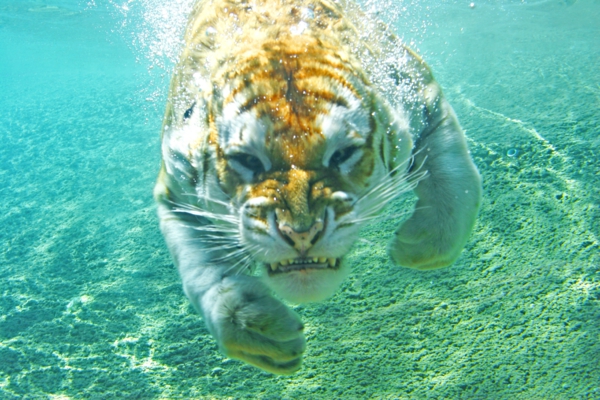едно-тигрово-плува-под водата-красиви-животински-снимки-супер интересни