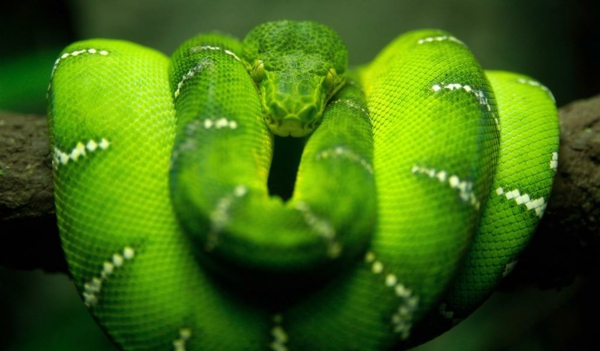 зелена змия-красива-живо-снимки-супер готина снимка