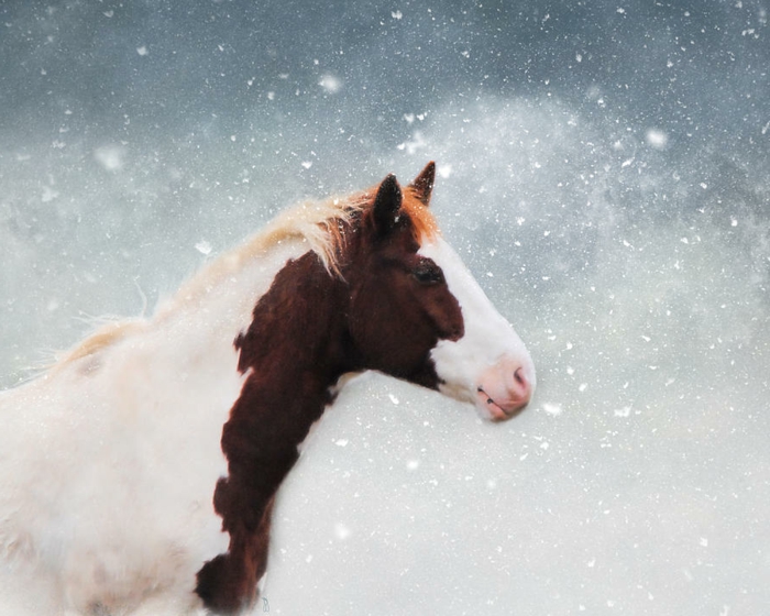 μια απεικόνιση-άλογο-in-χιόνι