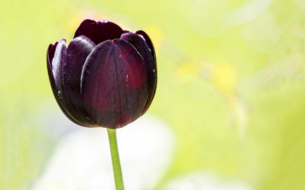 une très belle fleur noir-tulipe