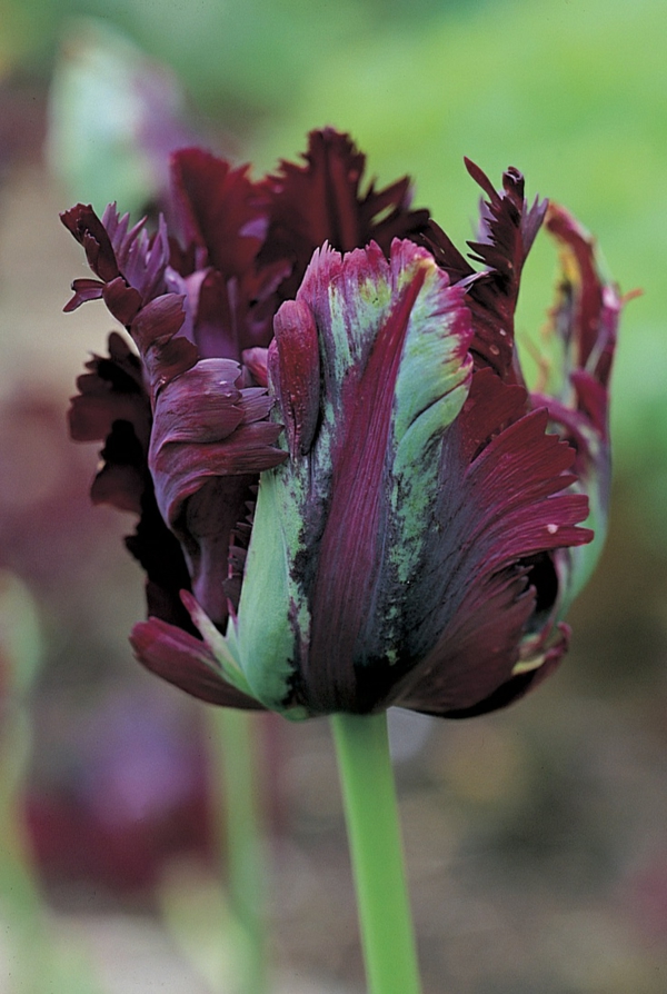 un noir super-intéressant tulipe