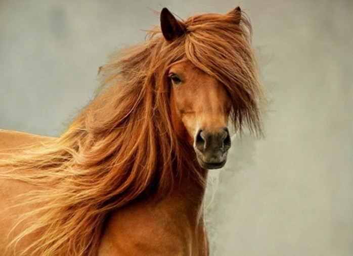 Η μοναδική απεικόνιση Όμορφη-άλογο-in-καφέ