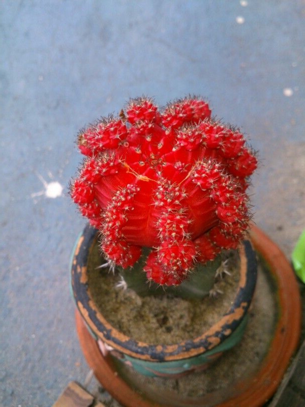 egyedülálló piros kaktuszvirág