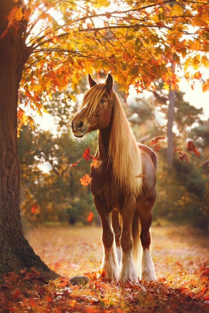 μια φορά-όμορφο-άλογα-in-φθινόπωρο-in-the-φύσης