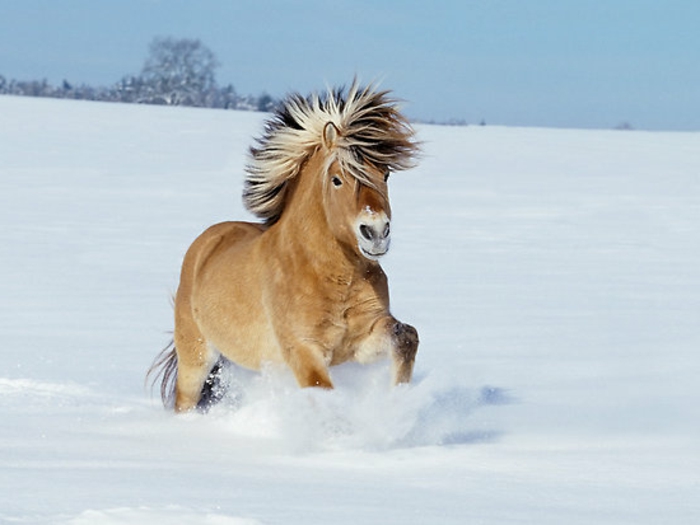 Η μοναδική φωτογραφία-άλογο-in-χιόνι
