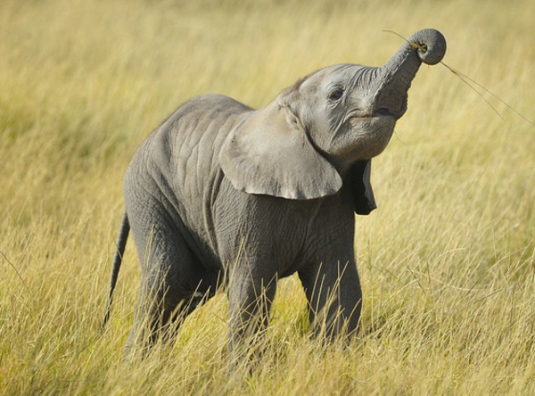 une fois belle-photo par baby-éléphant