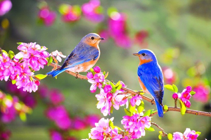oiseaux-avec-incroyable-couleurs uniques plumes