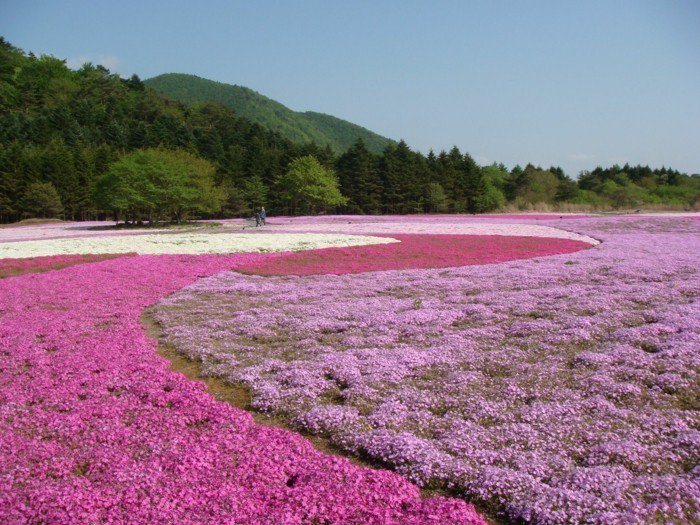 -Site unique champ à-violet fleurs