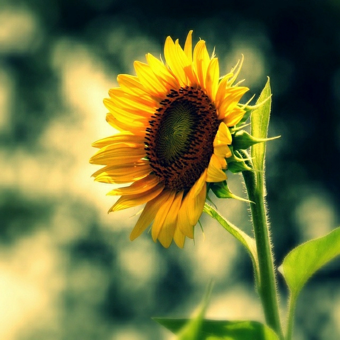samo-usamljen suncokret lijepa Foto Art