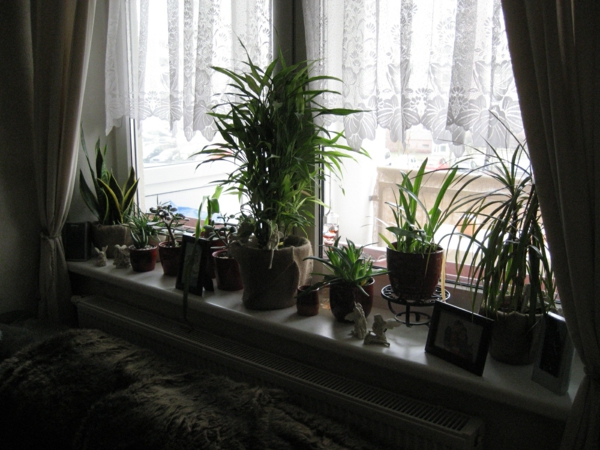megfelelnek-the-ablak-fajokban gazdag növényi