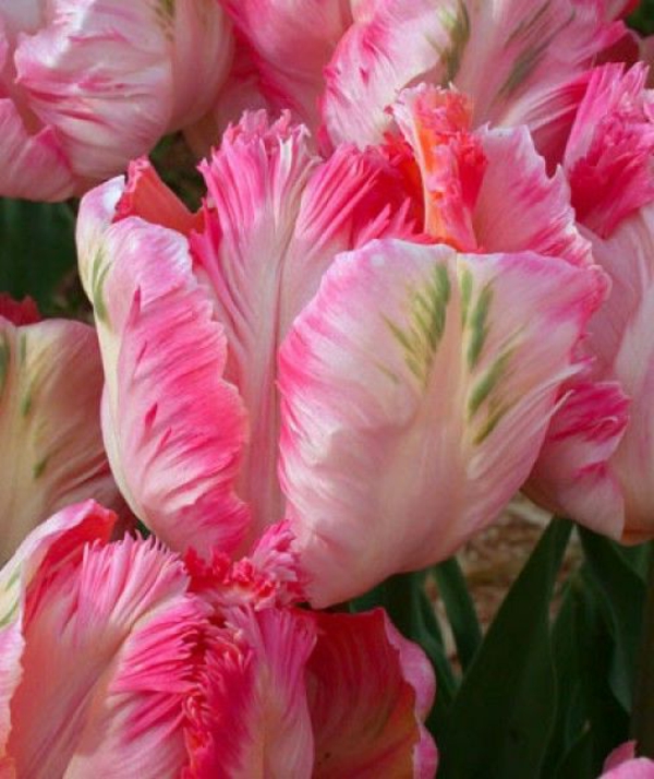 wallpaper tulipanes-la-comprar-tulipán tulipán-en-Amsterdam-tulipán tulipán de plantación de fondo de pantalla increíble ---