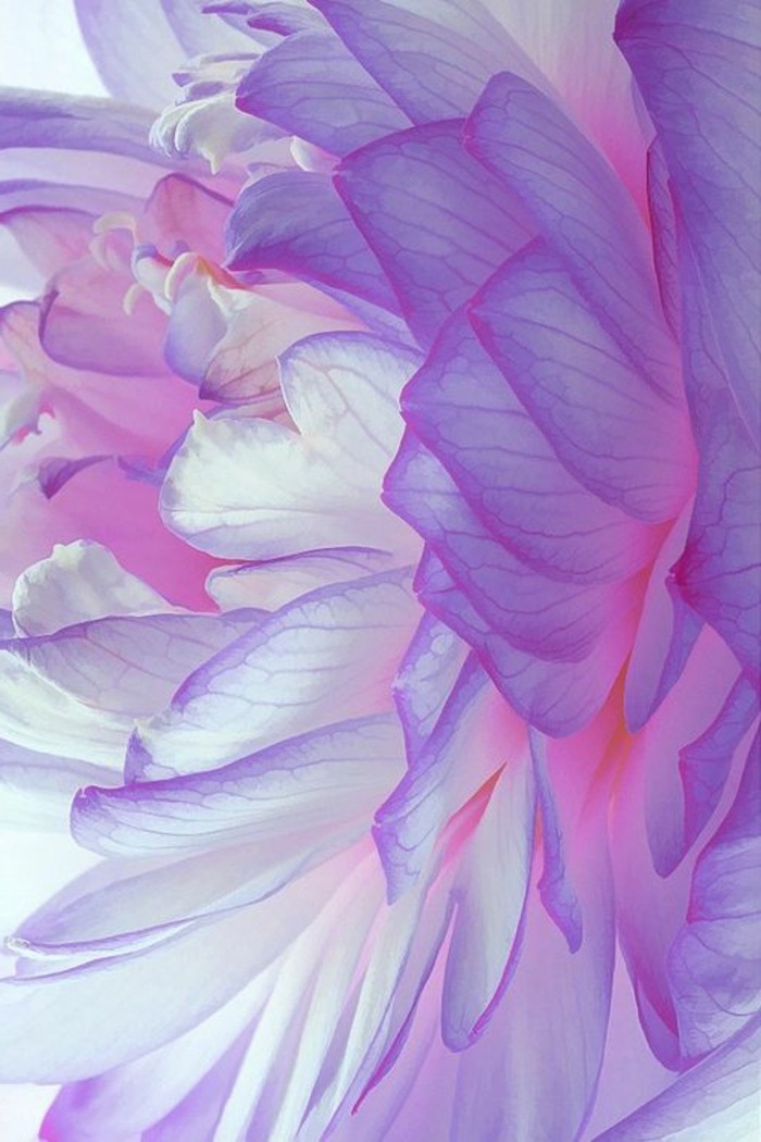 екзотично цвете видове цветя в романтична-розово-лилаво нюанси
