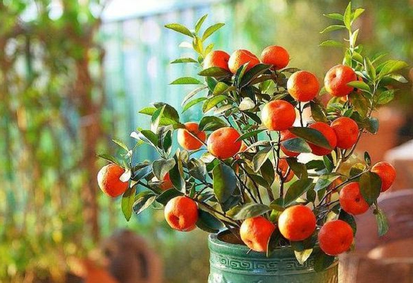 -Casa-exótica plantas con frutos-mandarina-en-casa