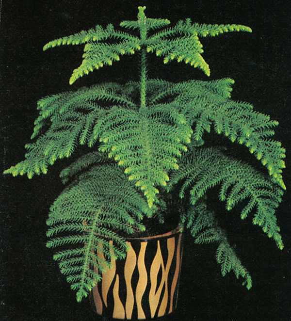 egzotikus szobanövények szoba-fenyő-zöld-levelek-in-pot