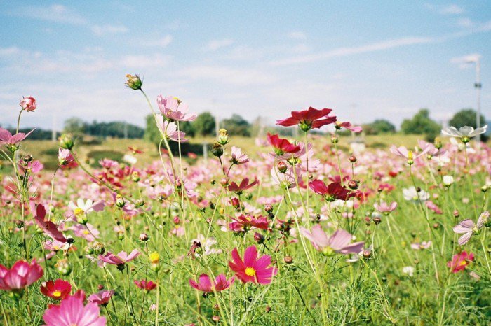 fantastičan cvijet-u-ružičaste nijanse Grass
