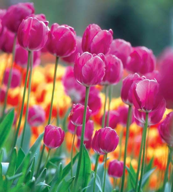 Tulipán-la-comprar-tulipán tulipán-en-Amsterdam-tulipán pintado primavera Flores Fantasía papel tapiz de tulipán siembra