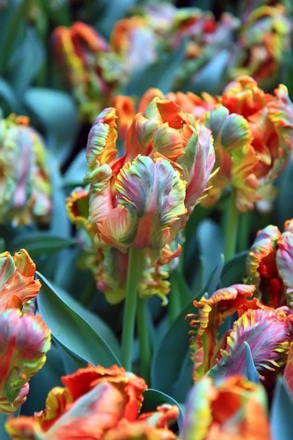Бай-тапета лале растителна лале лале в Амстердам лалета тапети tulip-- фантастичен