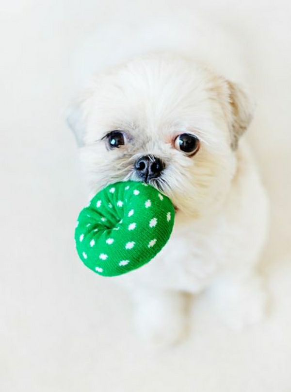 fantástico-perro-juguetes-pelota-para-jugar-juguetes-para-perros