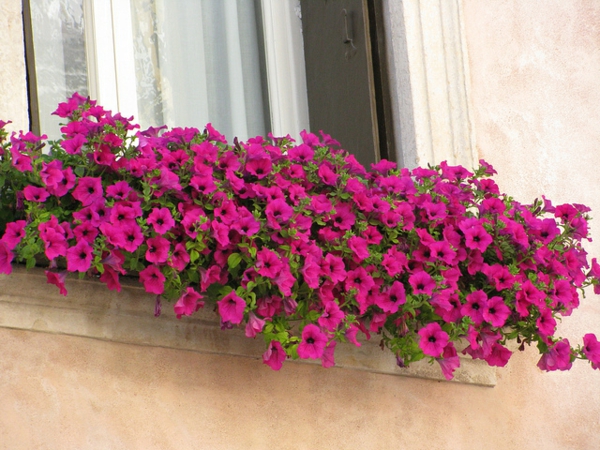 fantastično - cvjetna kutija za balkon s roza-cvjetnim cvjetnim kabinama za balkon