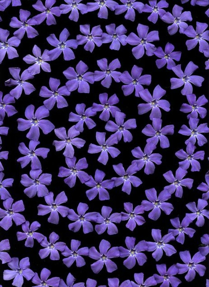 बैंगनी फूलों के शानदार छवि माला