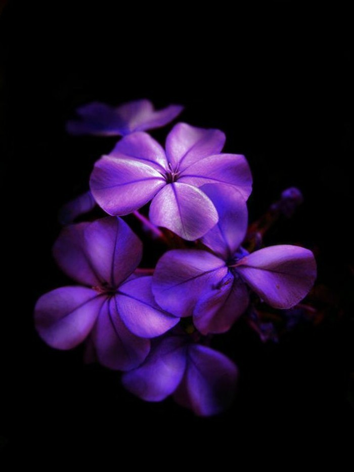 фантастичен Снимка на лилави цветя