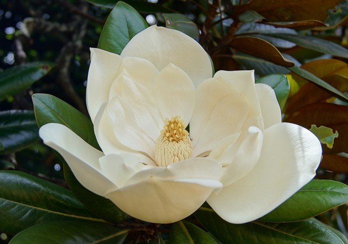 color magnolia floral del estilo único muy-nice-mirar