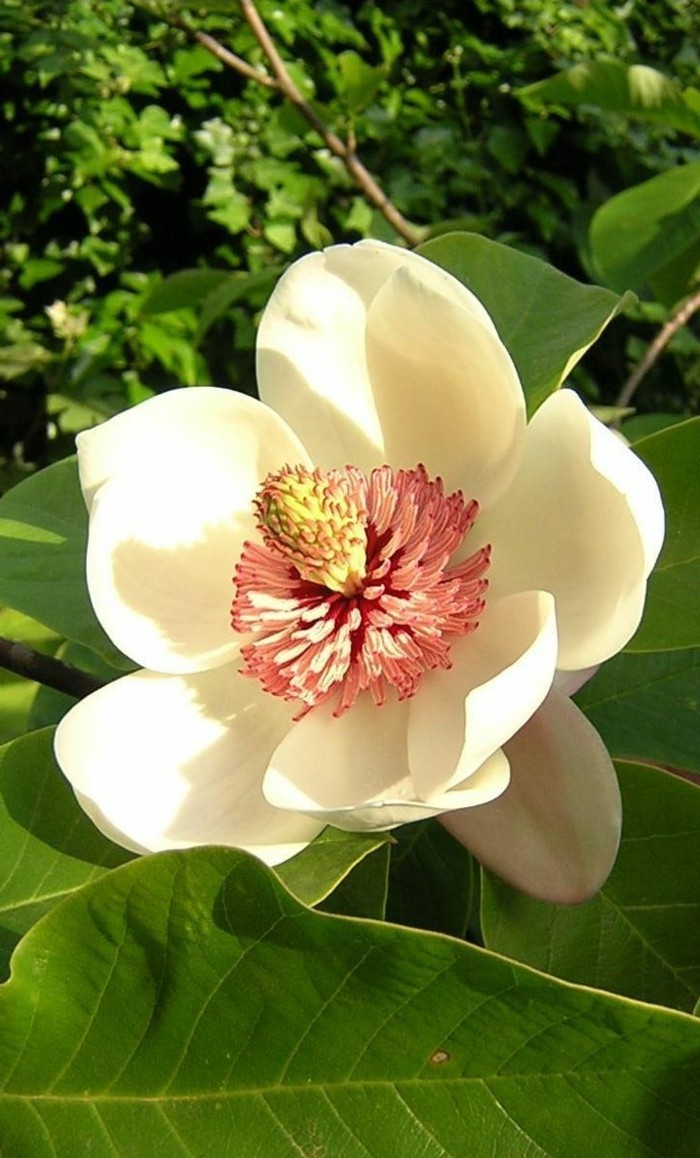 szín-Magnólia gyönyörű virág-nagyon szép-árnyalt