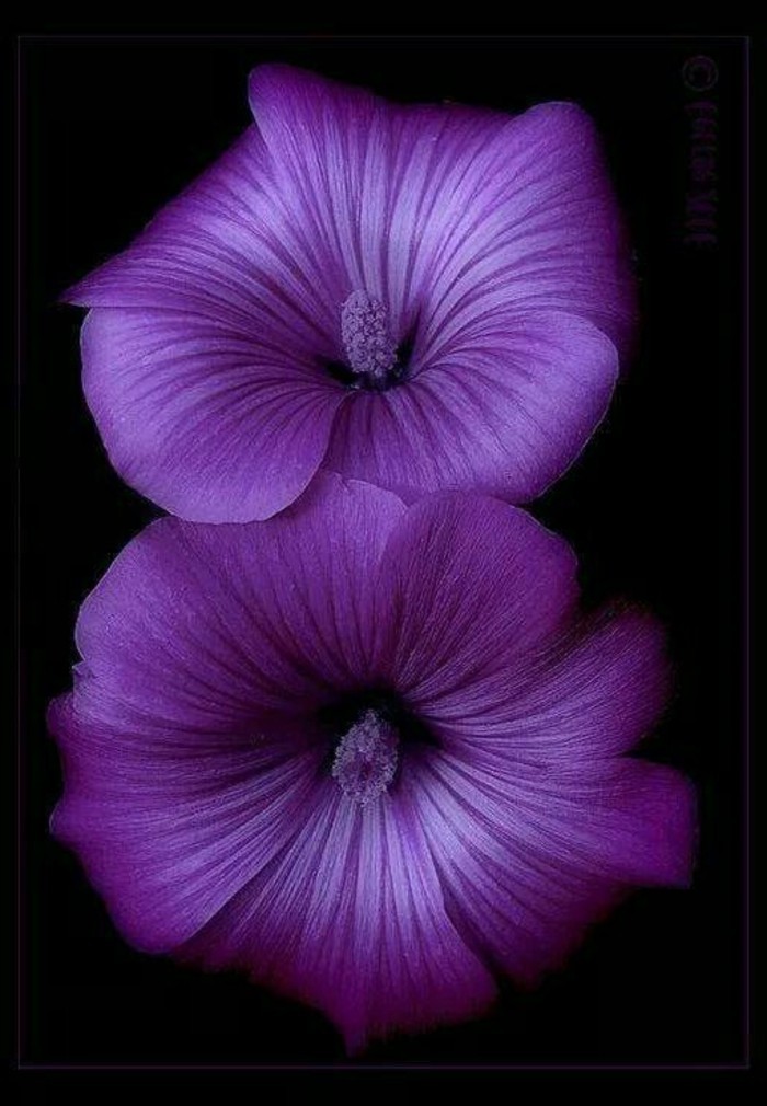 迷人的紫色花专业照片