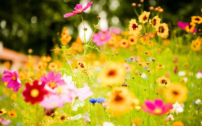 fascinant Photo de fleurs colorées