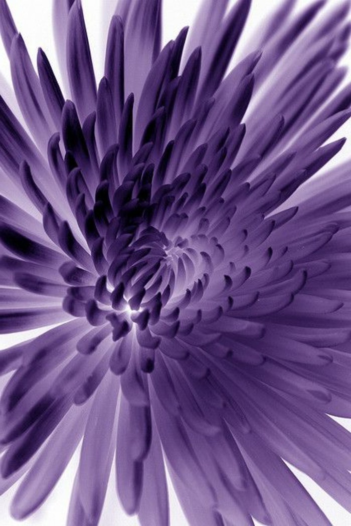 завладяваща снимка-на-лилаво цвете