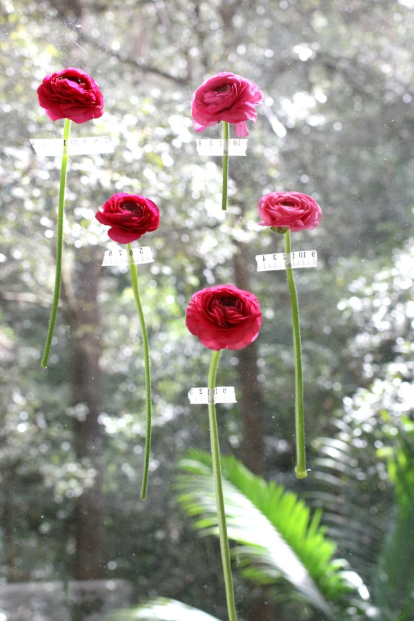 décoration de fenêtre-printemps-collé-rouge-fleurs-une très belle photo