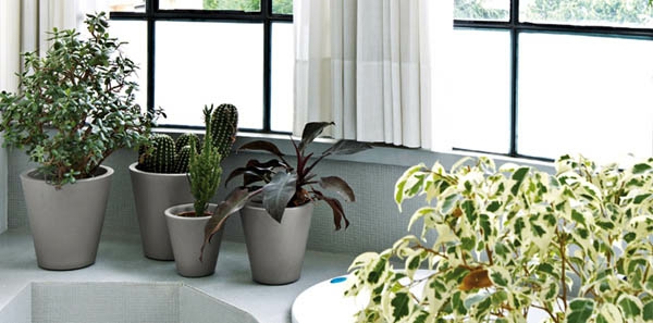 Fensterdeko-jousi-kaunis-vihreä-kasvi-in-kylpyhuone