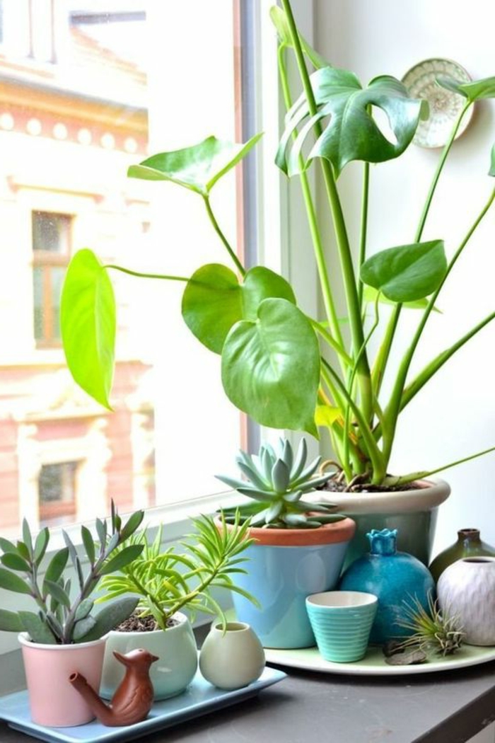 Beltéri növények díszítik az ablakot nyári dekorációként
